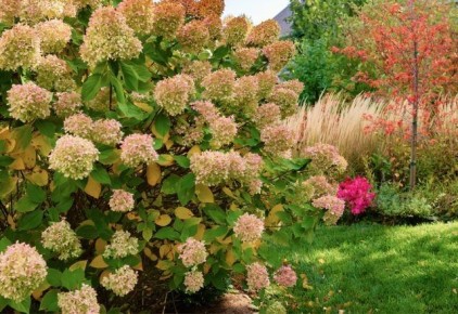 ��� ����������� ��� � ����: ������ �� ����� �� ��������� � ������������