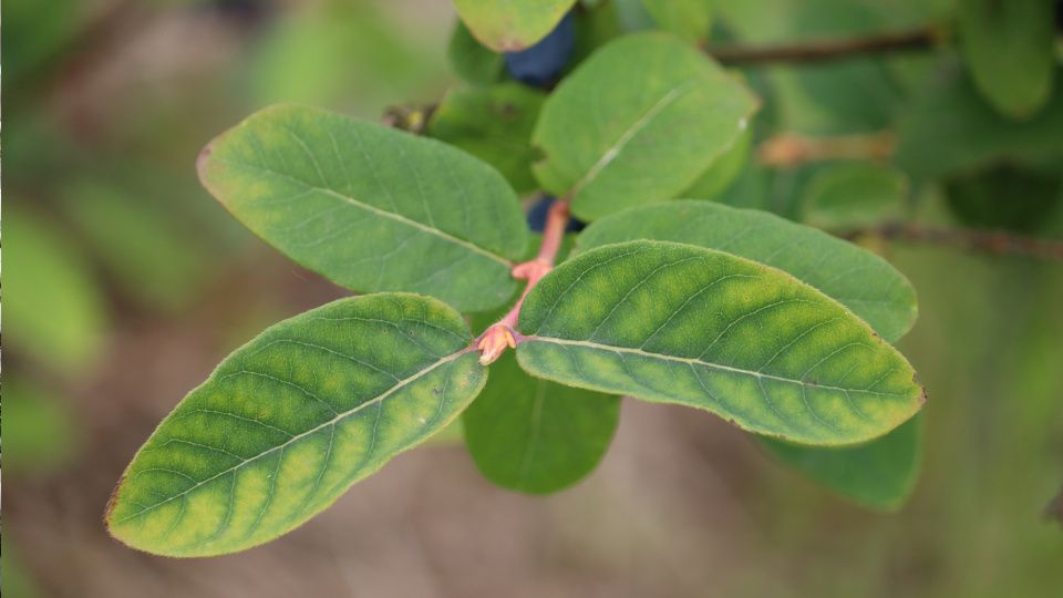 ������: �������, �������� � ���� ������ � ������� ��������