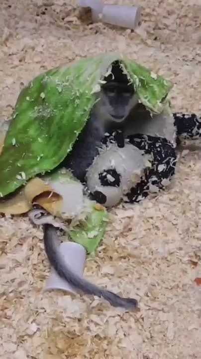 ���� ������� � ������ ������ ���������� ���� �� �����