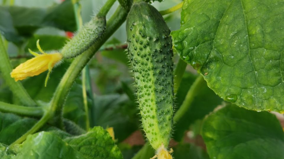 ���������� ����������� �������: ���� � ������������