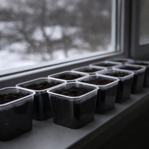 Почему семена не всходят в феврале?