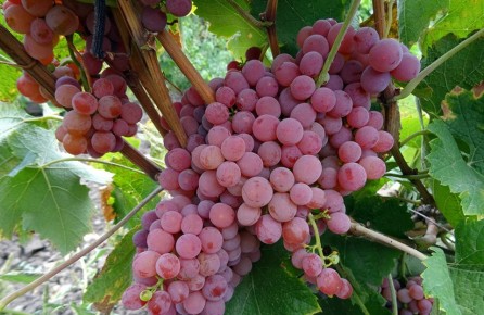 �������� ��� ���: �������� ������ ����������� �����