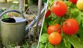 Способы быстрого созревания помидоров в сентябре