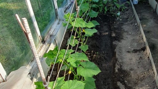 ���������� ����������� �������: ������� ��������� ������������