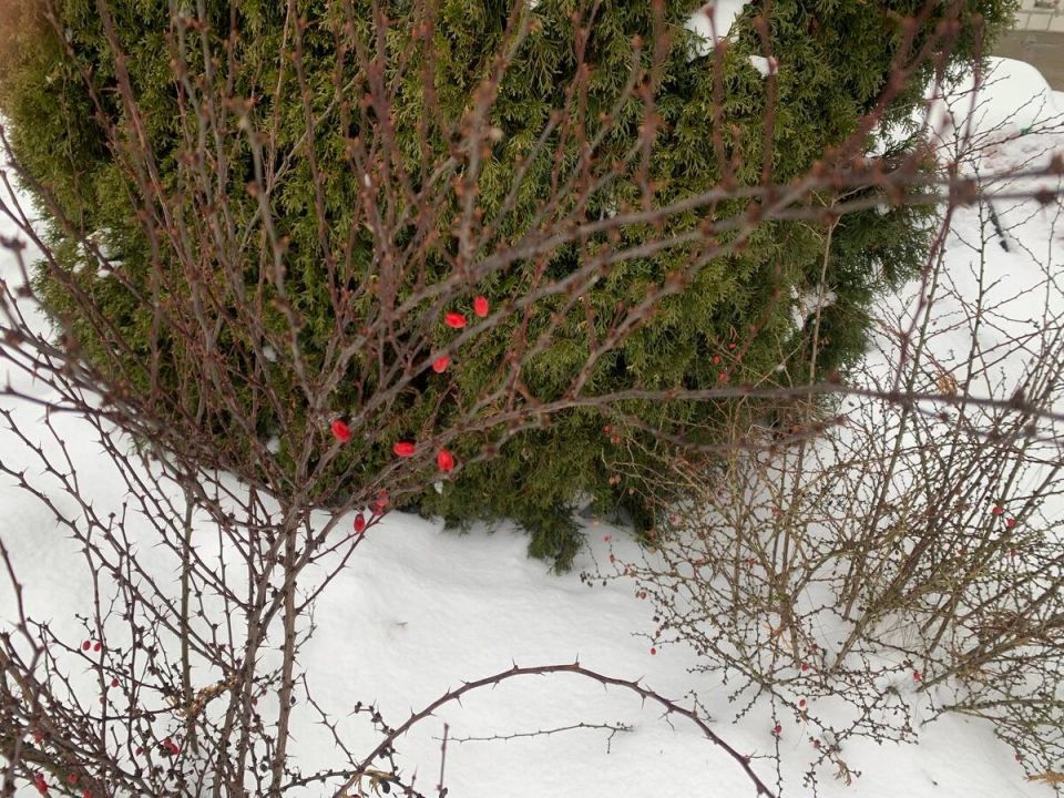 Как вырастить барбарисы Тунберга из своих семян и получить живую изгородь