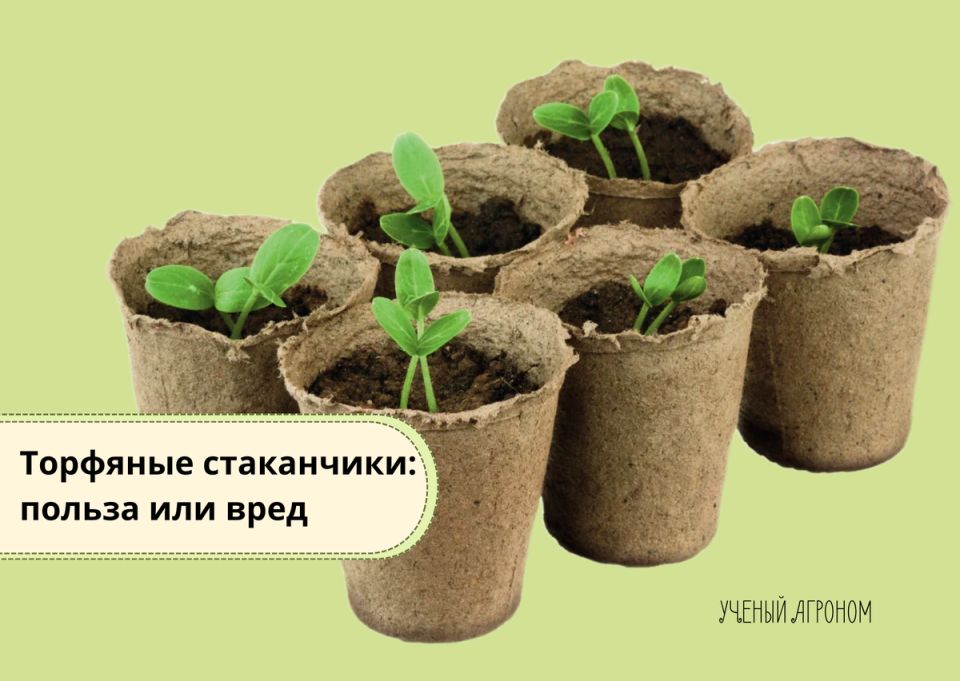 Торфяные стаканчики: разбираемся в их реальной пользе и недостатках