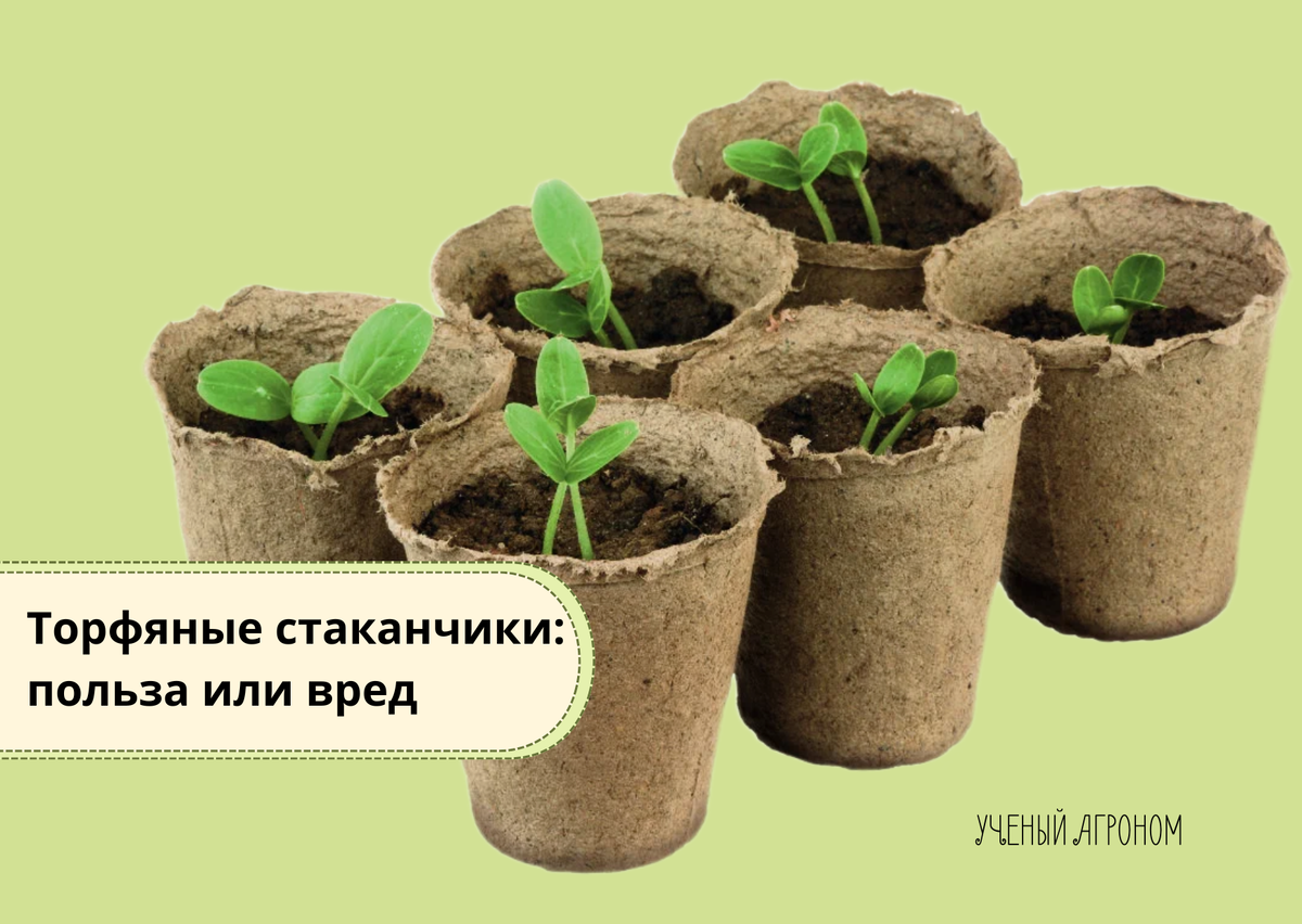 Торфяные стаканчики: разбираемся в их реальной пользе и недостатках