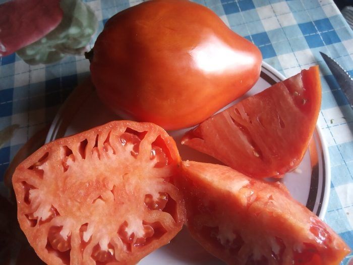 Томат Козий мешок: традиции и перспективы растительного гиганта