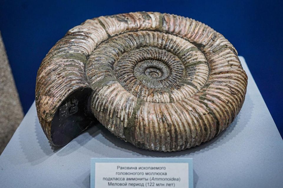 Раковины древних моллюсков можно увидеть в Иркутском краеведческом музее