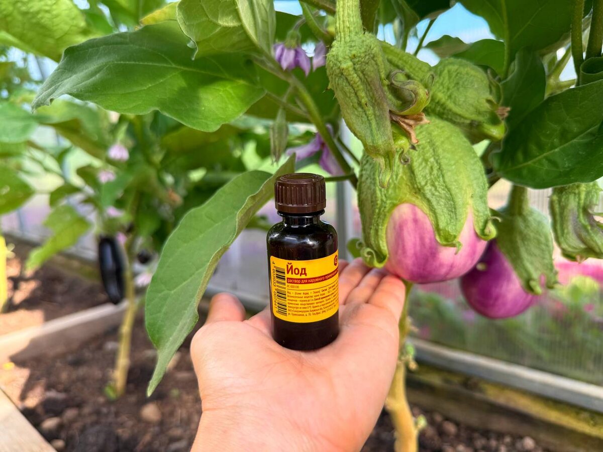 Как йод помогает вашим растениям: проверенные советы для дачников