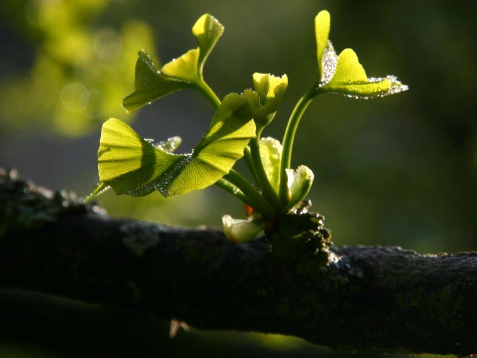 Гинкго билоба: как древнее дерево преображает современные сады