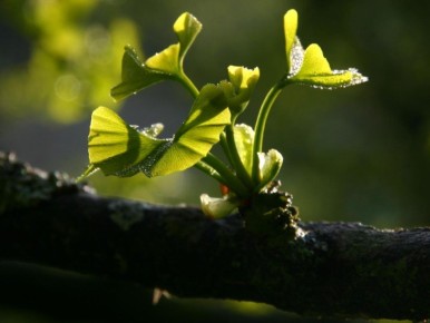 ������ ������: ��� ������� ������ ����������� ����������� ����