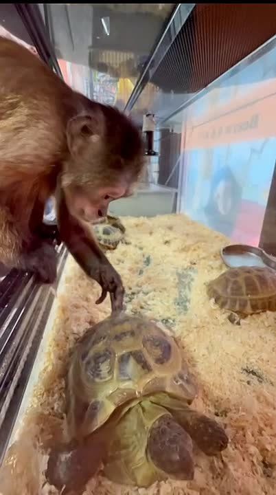 «Понедельник сегодня, на работу пора, на работу!», – мягко, но настойчиво подталкивает в нужном направлении капуцин Капа из Сибирского зоопарка