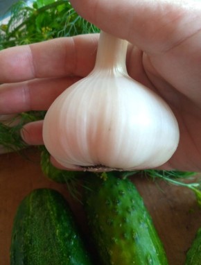 Как сохранить урожай чеснока: главные ошибки июля