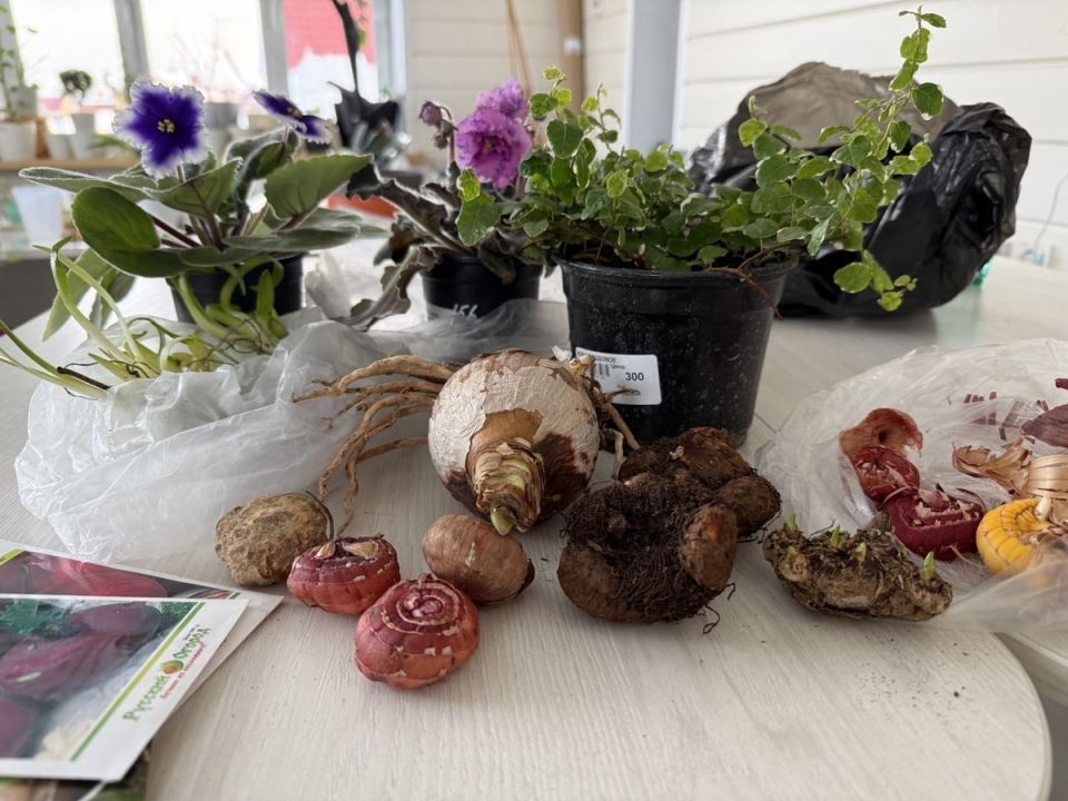 Поехала только за семенами, а вернулась с корзиной: мои февральские находки из садового центра