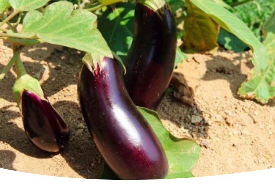 Как вырастить идеальные баклажаны: советы и рекомендации