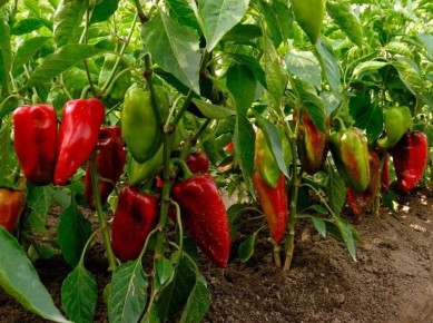 ��� ������������ �����: ������� ������ ��� ��������� �� ����