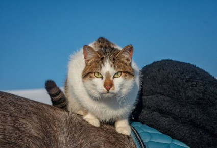 ������ ����, ��������� �������!