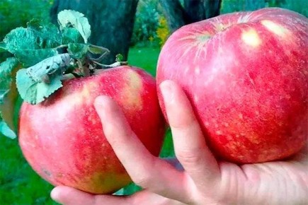 Яблоня Апорт: история, выращивание и плодовитость