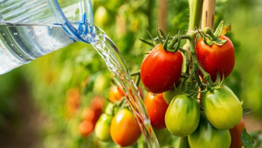 ��� �������� ������� ��������: ����������� ��������� � ������ �����������