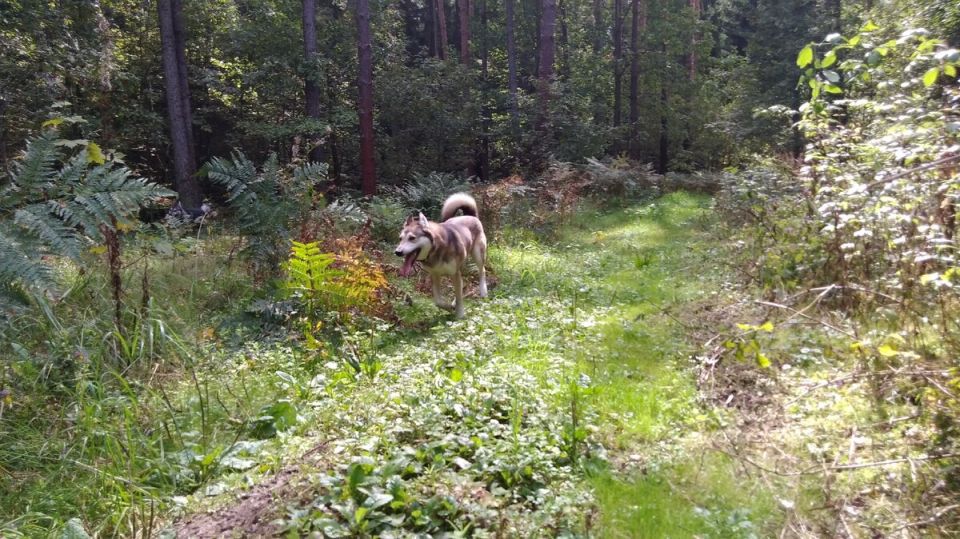 Как помочь потерявшейся собаке в лесу: советы и рекомендации