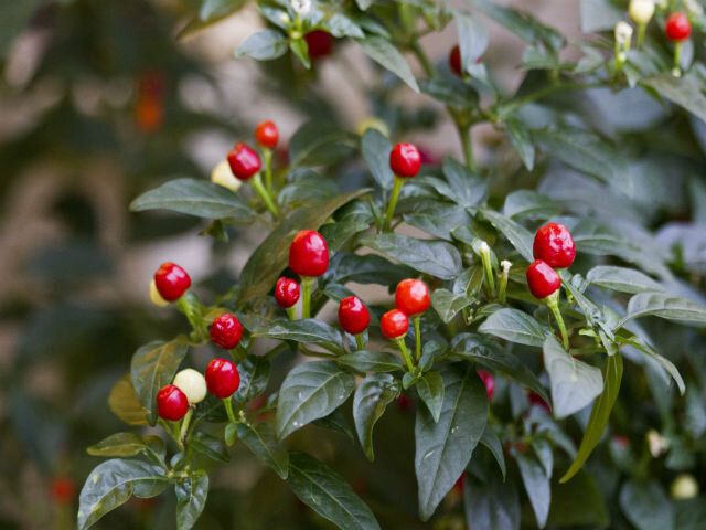 Выращивание жгучего перца на подоконнике: простой гид для домашнего садовода