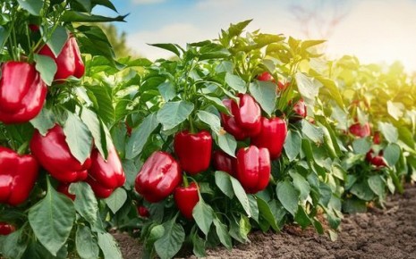 ����� ��������� �������� ����� ���������� ������� �� �������!