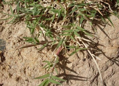 ��� ���������� ���������� � ��������� �� ����� �������