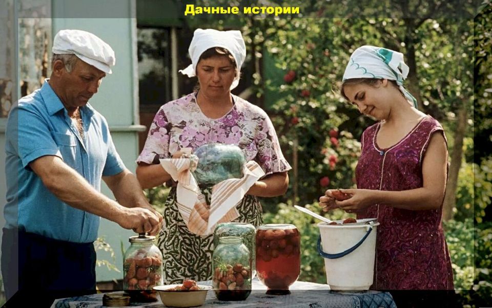 Секреты урожайности: почему дачные гектары зависят от традиций