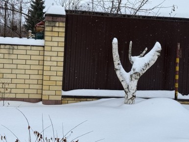 Соседская война из-за берез: что подтолкнуло к спилу деревьев