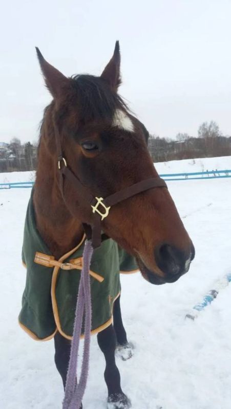 Конь в пальто и другие известные лошади России: рассказываем о самых удивительных скакунах