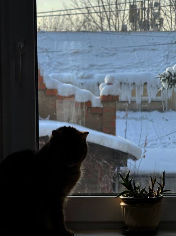 Ботанический сад ИГУ рассказал о своих необычных сотрудниках: они встречают посетителей, создают уют, но работать не могут — у них лапки