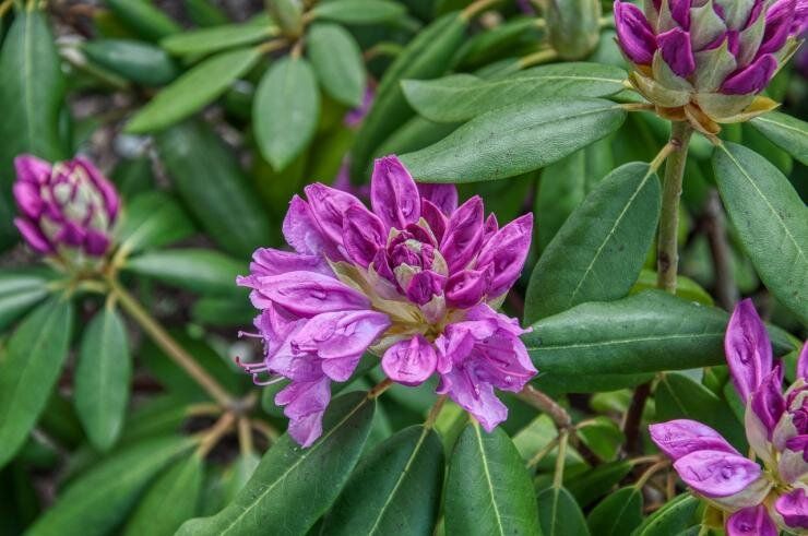 Осенний уход за рододендроном: как подготовить к зиме для яркого цветения весной