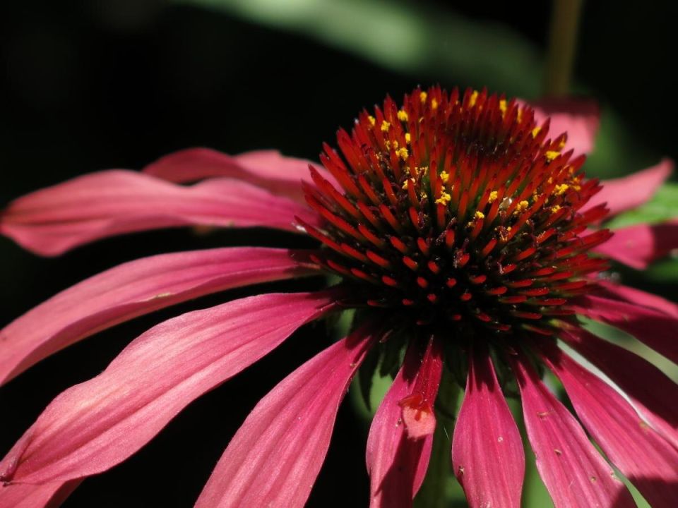 Сад без забот: чем заменить капризные розы