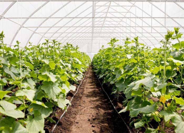 Как продлить жизнь поликарбонатной теплицы