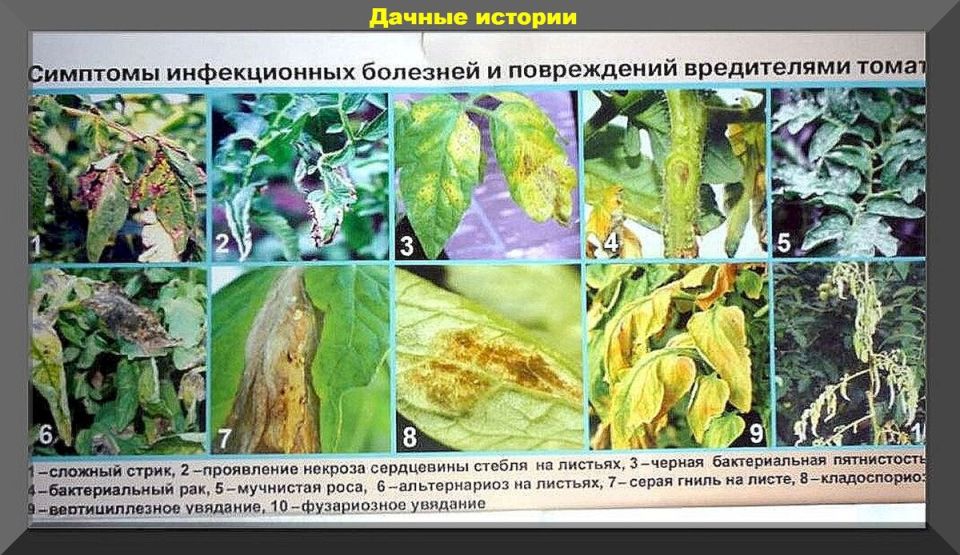Болезни томатов: как защитить урожай в сезон