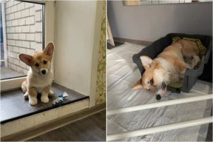 «Умер у меня на руках…»: семья потеряла любимого корги Рио из-за ошибки ветеринаров