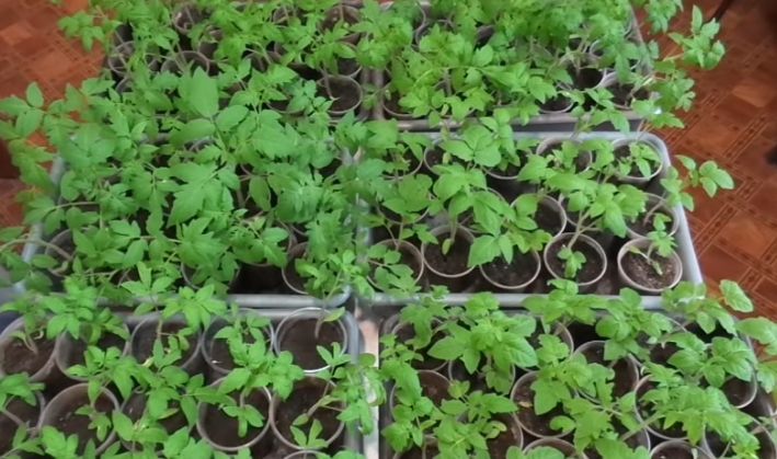 Как выбрать эффективные стимуляторы роста для рассады томатов