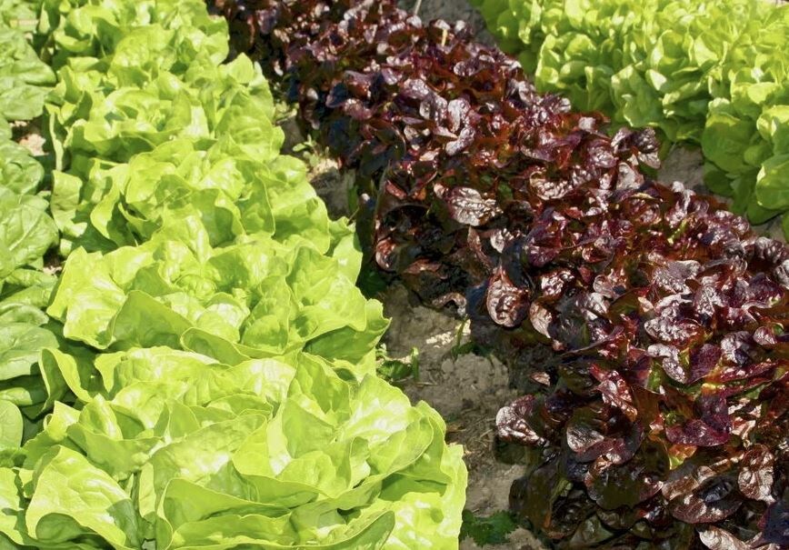 Что высадить в конце июня для щедрого осеннего сбора