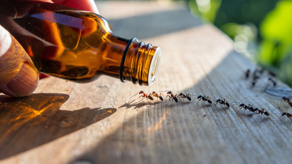 Как эффективно избавиться от муравьев и тли: 5 проверенных народных средств