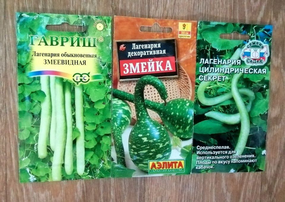 Как прорастить толстокорые семена лагенарии: практические советы