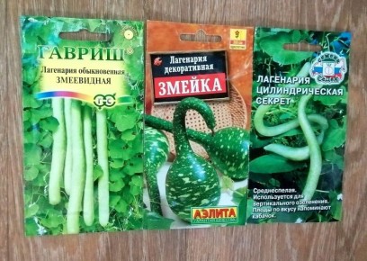 Как прорастить толстокорые семена лагенарии: практические советы