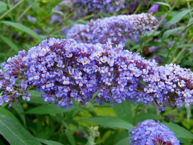 Как правильно подготовить буддлею к зиме, чтобы она радовала цветением