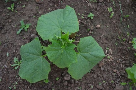 Что делать, если листья огурцов желтеют: основные причины и решения