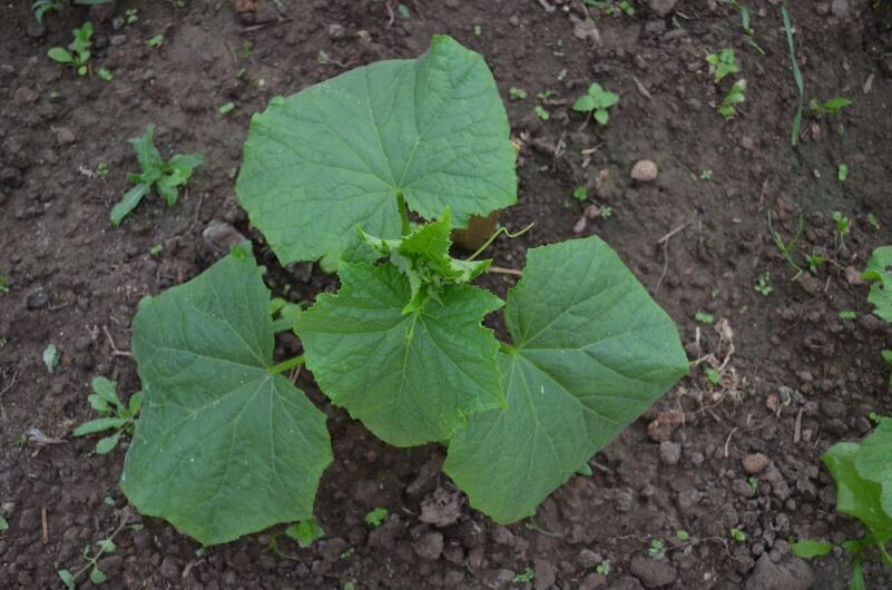 Что делать, если листья огурцов желтеют: основные причины и решения