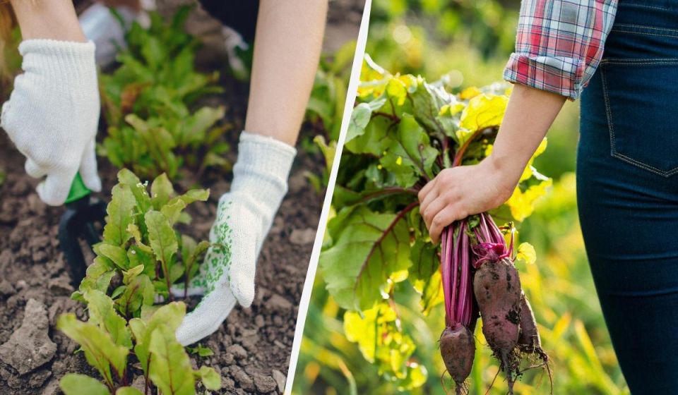 Зола как секрет сладкой свеклы: быстрая инструкция по удобрению