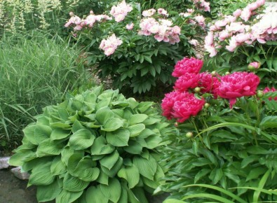 Способы спасения корней многолетников: Секреты заботы о вашем саде