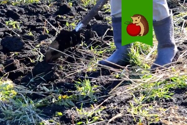 Когда и как перекапывать огород весной?