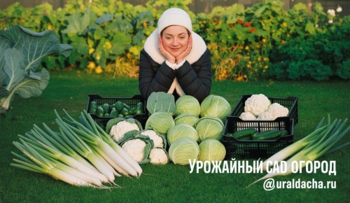 Как добиться огромных кочанов капусты в августе: секреты успешной подкормки