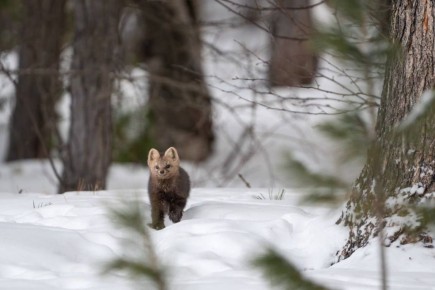 ������� � ���������� ����� �� ���������. ������������